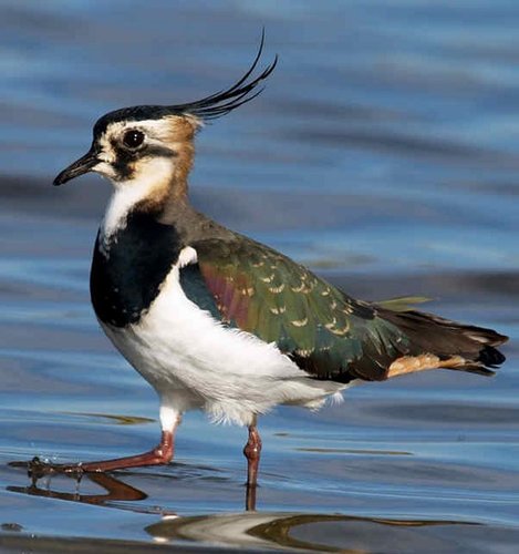 Lapwing